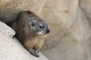 岩陰から出てきたケープハイラックス