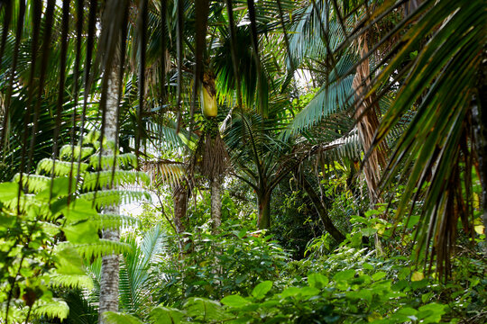 Rainforest with thick tropical plants and trees in Puerto Rico in a beautiful ecosystem