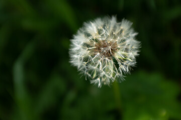 One fluffy dandelion on a green blurred background, side view. A large blowball on the bon for publication, poster, calendar, post, screensaver, wallpaper, postcard, cover. High quality photo