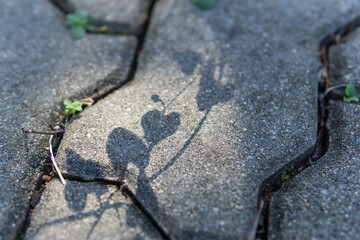 The shadow of the plant on the paving slabs, selective focus