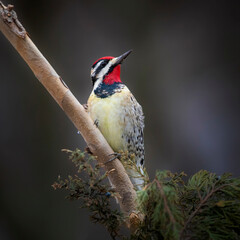 yellow bellied sapsucker on cedar branch