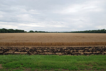 Wheat field with shoots. Under a gray cloudy sky there is a wide field sown with wheat. The grain...
