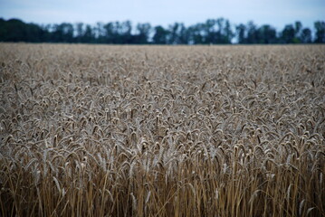 Cultivated wheat cereals. Under a gray cloudy sky there is a wide field sown with wheat. The grain...