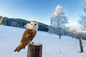 Owl in frosty morning. Barn owl, Tyto alba, perched on snowy fence at countryside. Beautiful bird...