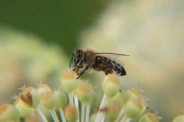 A close up macro photo of a honeybee on a flower