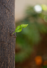 A little leaf on the side of a tree with blurry background