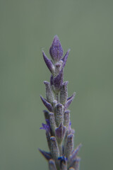 A purple flower with blurry background