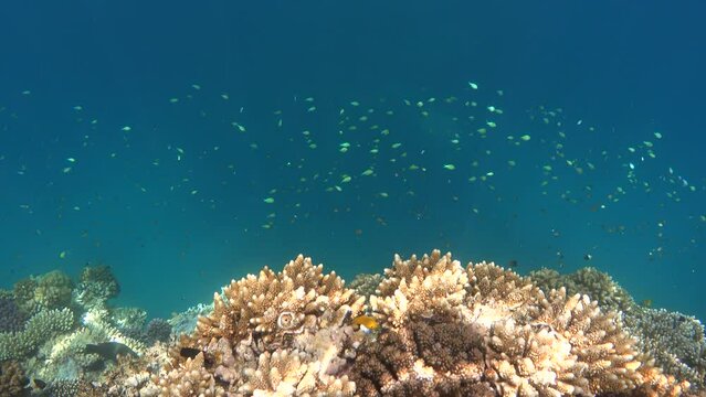 Coral reef with school of blue green damselfish