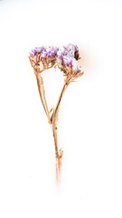 A dried flower with a stem in a bowl, abstraction