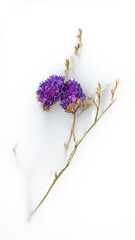 A dried flower with a stem in a bowl, abstraction
