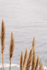 Dry reed or pampass grass over the ocean background,