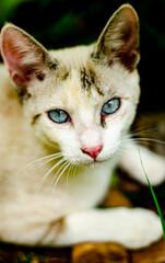 gata branca com manchas pretas