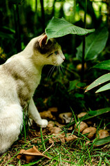 gata branca com manchas pretas