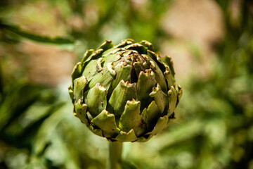 Fototapeta premium Serene artichoke plantation with lush greenery, a picturesque view of agriculture in harmony with nature's palette.