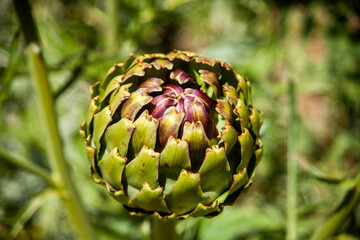 Serene artichoke plantation with lush greenery, a picturesque view of agriculture in harmony with...