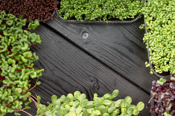 Close-up of microgreens with visible soil in clear container