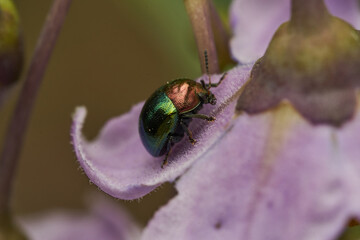 A metallic beetle standing on a purple Chrysomelidae flower