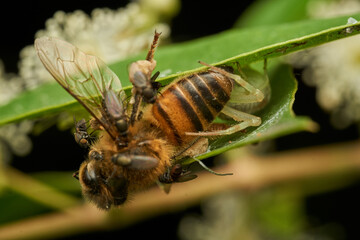 A bee captured by a crab spider on a green leaf