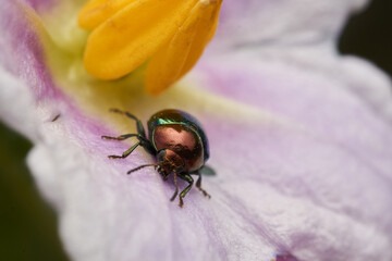 A metallic beetle standing on a purple Chrysomelidae flower