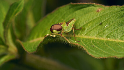 Green soldier fly perched on a leaf Hedriodiscus Pulcher