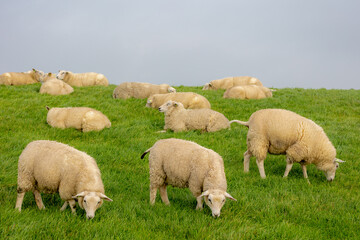 Typical landscape of Terschelling in summer, Domestic sheep standing and nibbling grass on the...