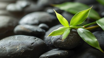 background of a spa with stones, and a sprig of green bamboo : Generative AI