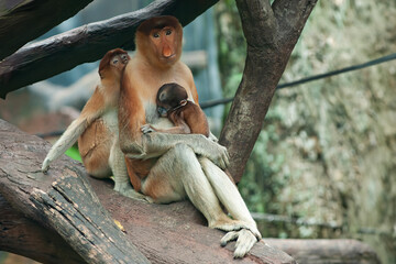 Bekantan or Nasalis larvatus