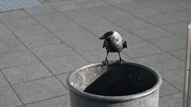 A jackdaw is looking for food in a garbage can. Bird in city.