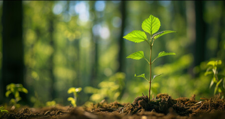 Young Plant Sprouts From Forest Floor