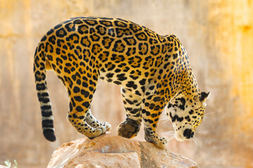 South American jaguar (Panthera onca). Tropical feline "onça pintada"