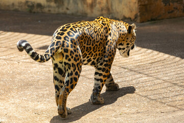 South American jaguar (Panthera onca). Tropical feline 