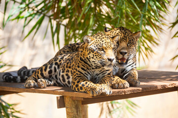 South American jaguar (Panthera onca). Tropical feline 