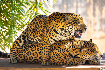 South American jaguar (Panthera onca). Tropical feline 