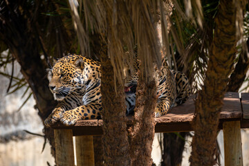 South American jaguar (Panthera onca). Tropical feline 