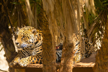 South American jaguar (Panthera onca). Tropical feline 