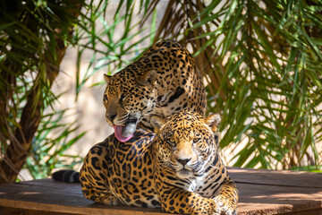 South American jaguar (Panthera onca). Tropical feline 