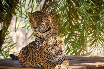 South American jaguar (Panthera onca). Tropical feline 