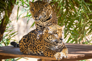 South American jaguar (Panthera onca). Tropical feline 