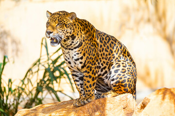 South American jaguar (Panthera onca). Tropical feline 