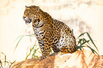 South American jaguar (Panthera onca). Tropical feline "onça pintada"