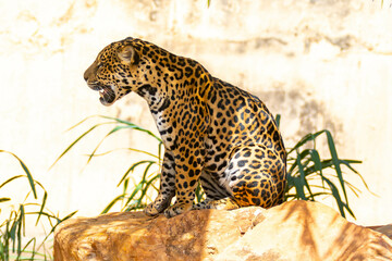 South American jaguar (Panthera onca). Tropical feline 