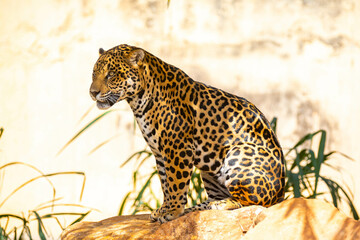 South American jaguar (Panthera onca). Tropical feline 