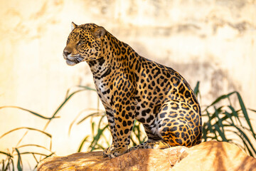 South American jaguar (Panthera onca). Tropical feline 