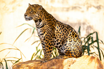 South American jaguar (Panthera onca). Tropical feline 