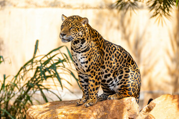 South American jaguar (Panthera onca). Tropical feline 