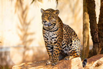 South American jaguar (Panthera onca). Tropical feline 