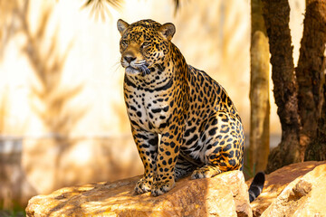 South American jaguar (Panthera onca). Tropical feline 