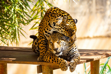 South American jaguar (Panthera onca). Tropical feline 