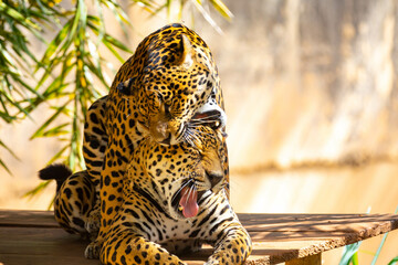 South American jaguar (Panthera onca). Tropical feline 
