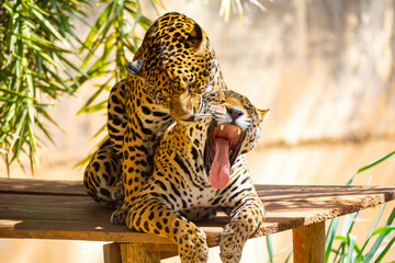 South American jaguar (Panthera onca). Tropical feline 